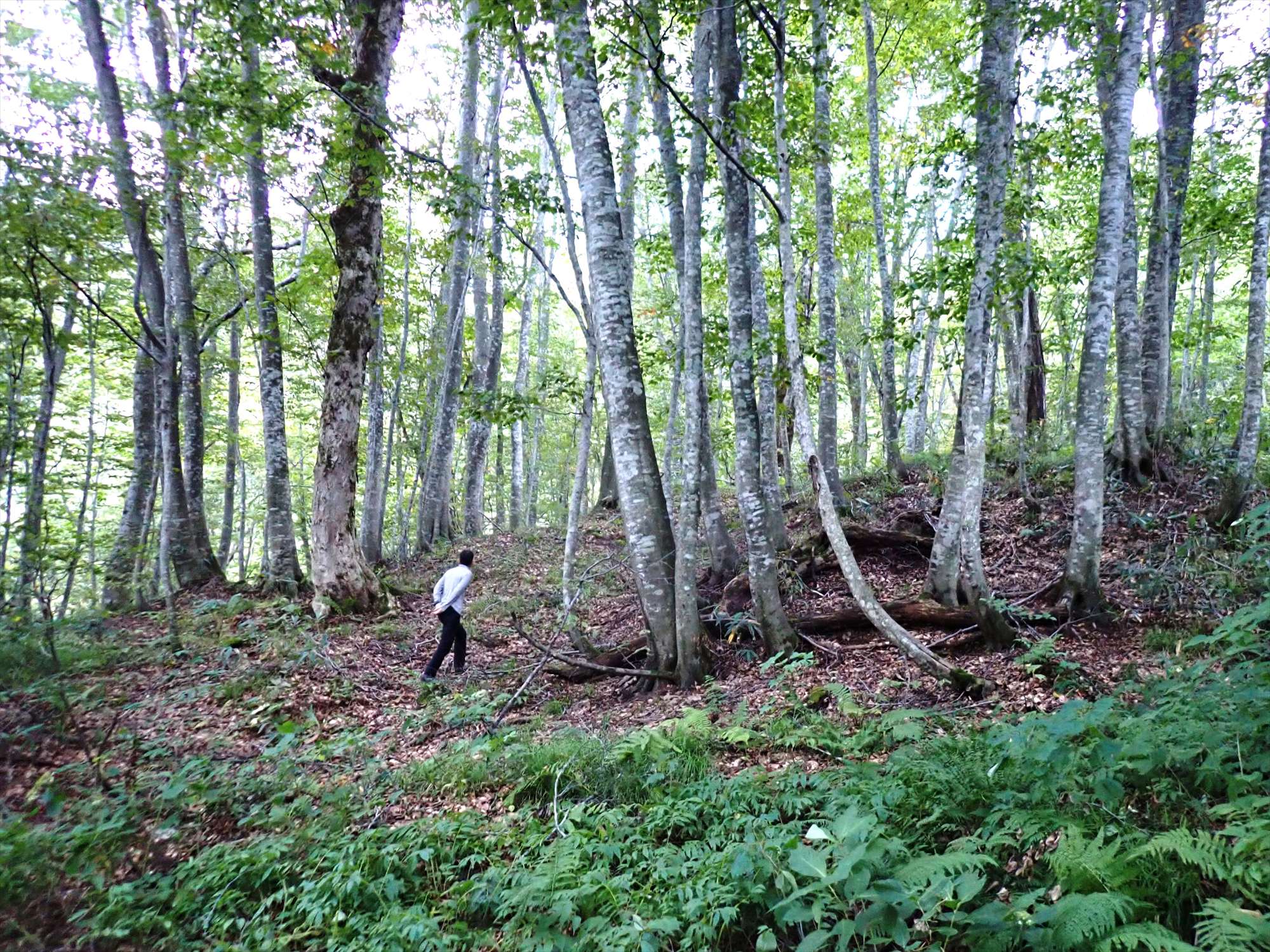 黒石沢ブナ二次林