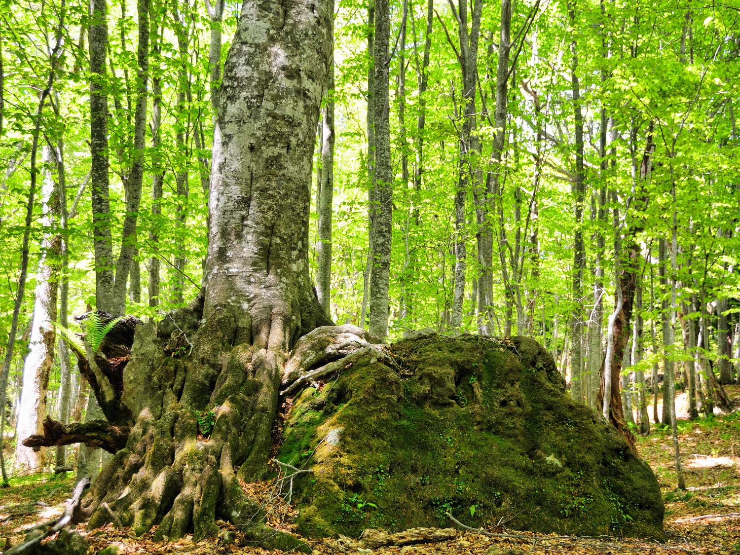 岳岱自然観察教育林